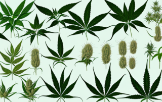 Different hemp plants with labels indicating their lower classifications