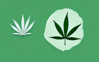 A marijuana plant with a focus on its buds
