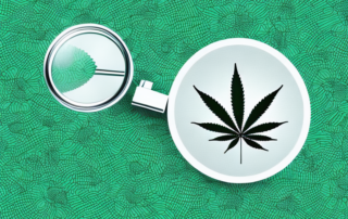 A cannabis flower with a magnifying glass focusing on it