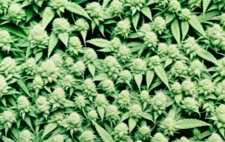 Several distinct cannabis plants with varying characteristics