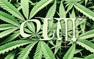 A mature hemp plant ready for harvest