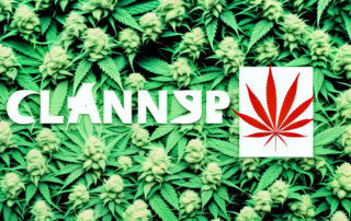 Various types of cannabis plants