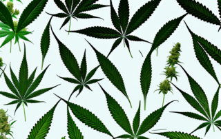Various cannabis plants