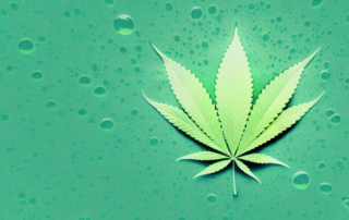 A cannabis leaf submerged in various types of liquids (water