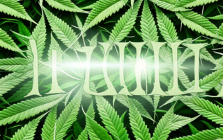 A variety of hemp seeds scattered on a vibrant