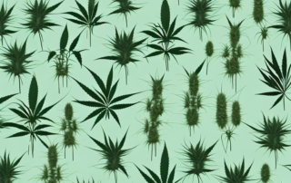 Several different plants that closely resemble the appearance of a hemp plant