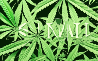 A male hemp plant