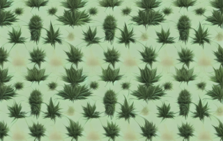 Various hemp products like fabric