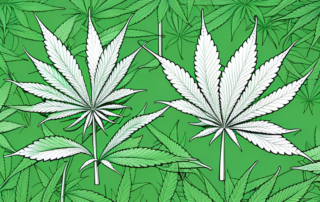 A female cannabis plant