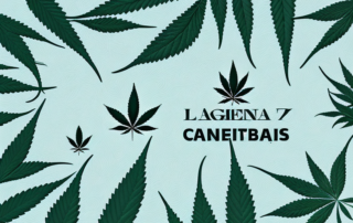 A mature male cannabis plant