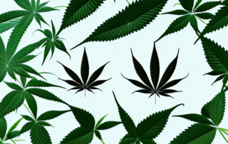 A mature female cannabis plant