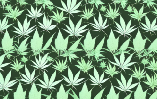 Male and female cannabis plants side by side