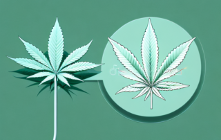 A cannabis plant next to a representation of an arthritic joint