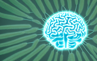 A brain surrounded by hemp leaves