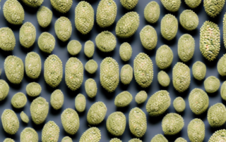 A variety of hemp seeds scattered around