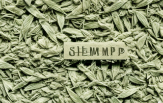 Hemp shavings being used in various applications such as in construction