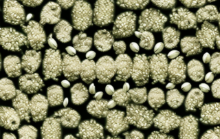 Unshelled hemp seeds grouped together