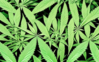 A few hanfpflanzen (hemp plants) with visible signs of nutrient deficiencies