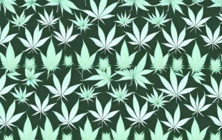 Male and female cannabis plants side by side
