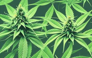 A female hemp plant in a lush garden