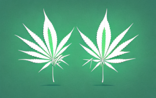 A cannabis leaf symbolically interacting with a pain symbol