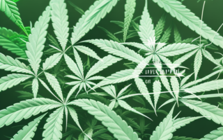 A cannabis plant at different stages of growth and pruning