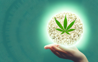 A handful of hemp seeds radiating a glow