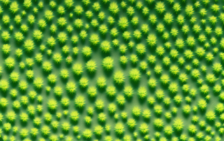 A lush hemp farm in the german countryside