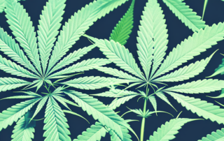 A mature male cannabis plant