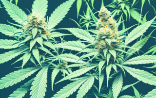 A male cannabis plant in full bloom