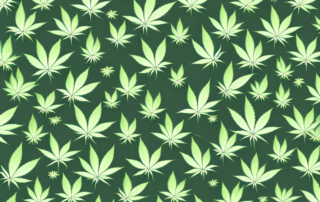 A mature cannabis plant