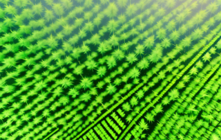 A lush hemp farm in the german countryside