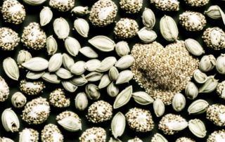 A handful of hemp seeds