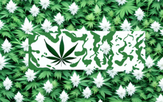 A cannabis plant with emphasis on the blooming flowers