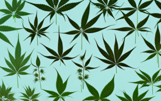 A hemp plant with various parts highlighted