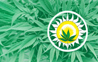 A lush hemp plant growing in a natural setting