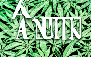 A mature cannabis plant with highlighted sections indicating the correct areas to harvest