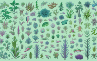 A variety of plants and animals