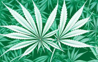 A cannabis plant with highlighted parts showing where cannabinoids are found in the plant