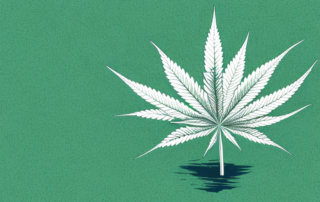 A hemp plant with emphasis on its fibers