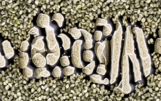Various hemp seeds broken open