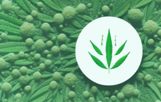 A cbd oil dropper with a few drops falling into a petri dish