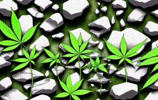 Hemp plants growing near a rugged cliff made of limestone