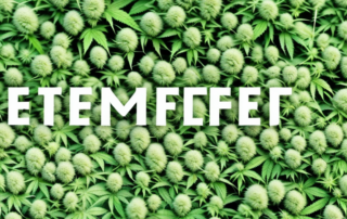 Various stages of hemp seed growth