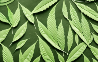Various hemp leaves in different stages of use