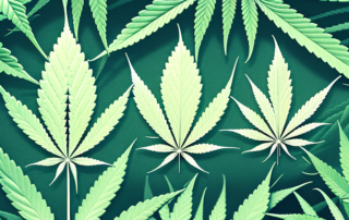 A male and female cannabis plant side by side