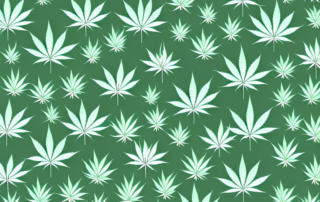 Several cannabis flowers in a scientific setting