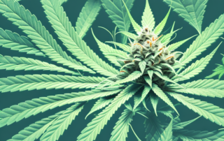 A mature male cannabis plant
