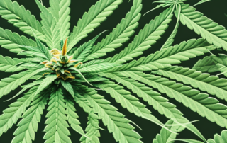 An indoor cannabis plant at different stages of growth