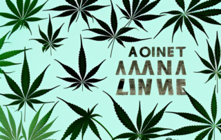 A cannabis plant with both male and female characteristics